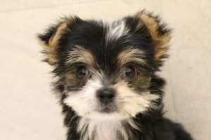 ミックス（ハーフ犬）