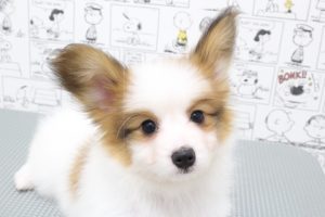パピヨン