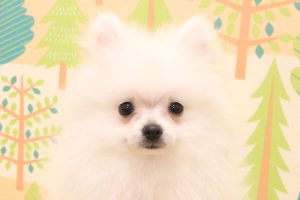 ポメラニアン