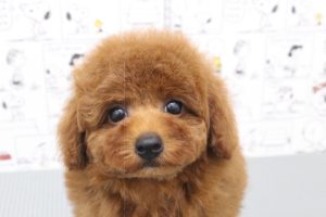 トイプードル