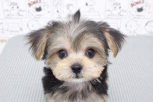 ミックス（ハーフ犬）