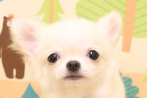 チワワ