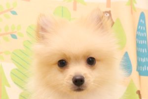 ポメチワ(ポメラニアン×チワワ)