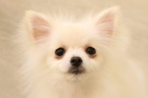 ポメラニアン