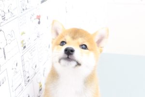 柴犬