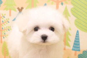 マルチーズ