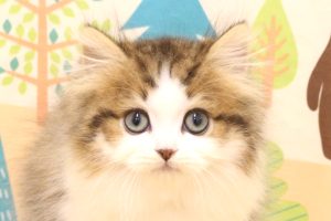 マンチカン