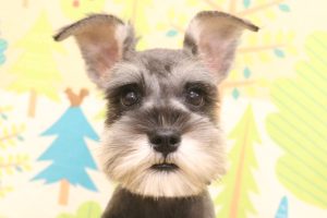 ミニチュアシュナウザー