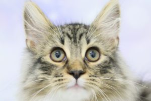 ノルウェージャンフォレストキャット
