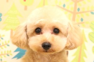 トイプードル