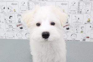 ミニチュアシュナウザー