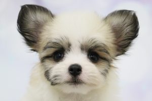 ミックス（ハーフ犬）