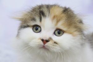 スコティッシュ