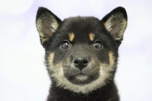 柴犬