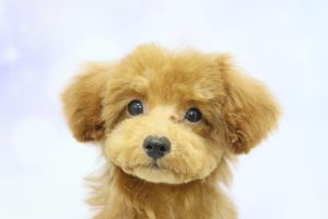 トイプードル