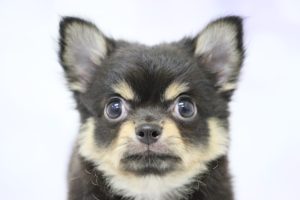 チワワ
