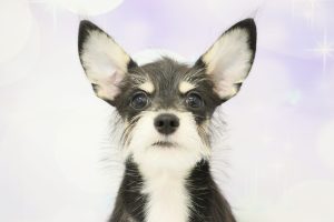 ミックス（ハーフ犬）