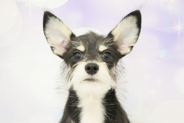 ミックス（ハーフ犬）