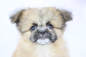 ミックス（ハーフ犬）