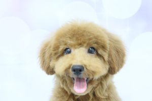 トイプードル