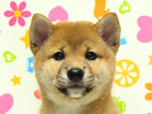 柴犬