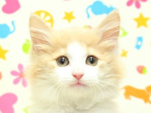 ノルウェージャンフォレストキャット