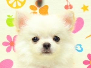 チワワ