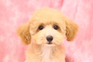 ミックス（ハーフ犬）