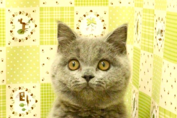ブリティッシュ