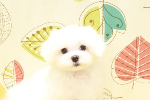 マルチーズ
