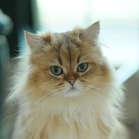 ペルシャ