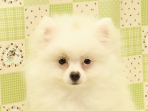 ポメラニアン