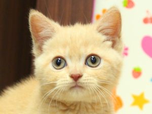 ブリティッシュ
