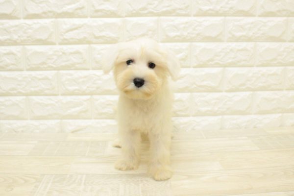 神奈川県のミニチュアシュナウザー (ペットショッププチマリア 横浜港北センター南店/2026年4月28日生まれ/女の子/ホワイト)の子犬の2枚目の画像