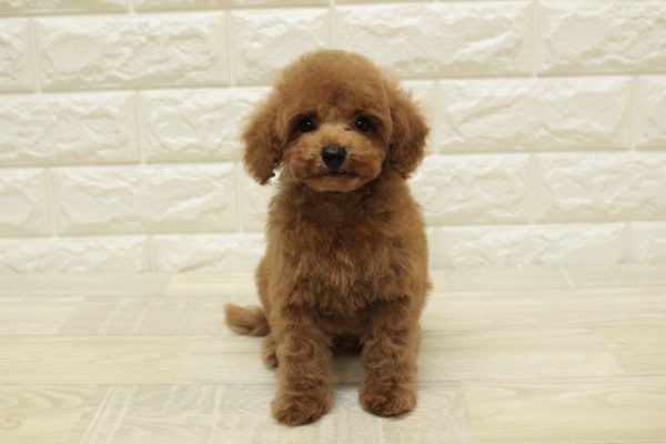神奈川県のトイプードル(トイ) (ペットショッププチマリア 横浜港北センター南店/2026年5月15日生まれ/男の子/レッド)の子犬の2枚目の画像
