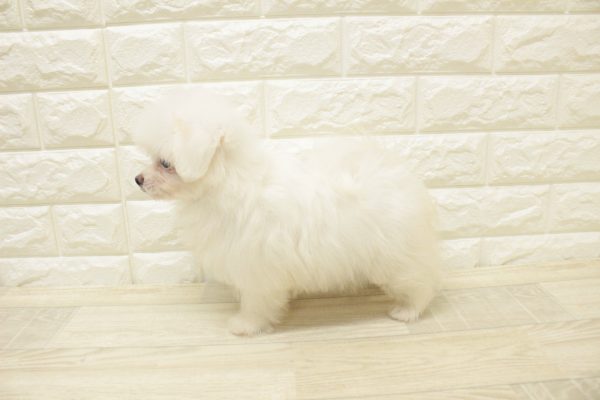 神奈川県のポメマル/マルポメ(ポメラニアン×マルチーズ) (ペットショッププチマリア 横浜港北センター南店/2026年4月18日生まれ/女の子/クリーム)の子犬の3枚目の画像