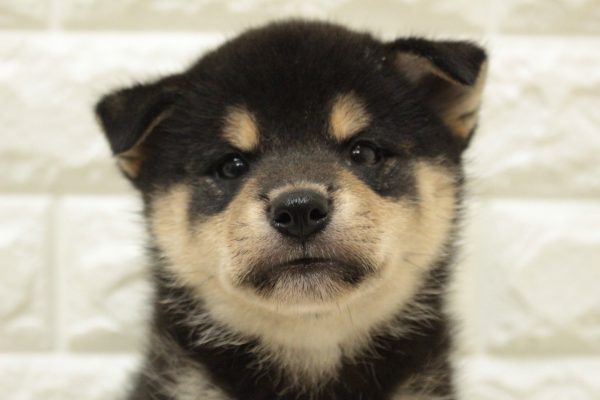 神奈川県の柴犬(標準サイズ) (ペットショッププチマリア 横浜港北センター南店/2026年6月2日生まれ/男の子/黒)の子犬の1枚目の画像