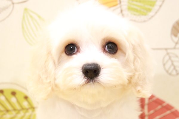 ミックス（ハーフ犬）