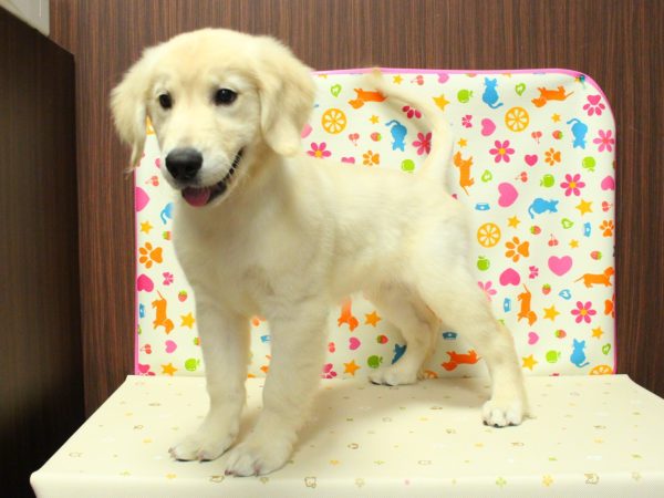 神奈川県のゴールデンレトリバー (ペットショッププチマリア 横浜永田台店/2026年3月21日生まれ/女の子/ゴールデンカラー)の子犬の2枚目の画像