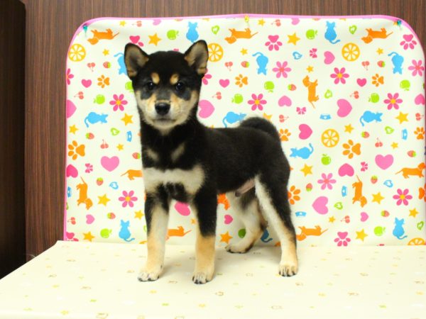 神奈川県の柴犬(標準サイズ) (ペットショッププチマリア 横浜永田台店/2026年3月21日生まれ/男の子/黒)の子犬の2枚目の画像