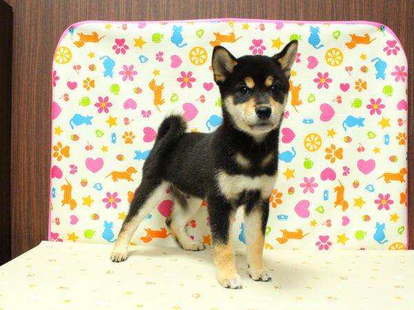 神奈川県の柴犬(標準サイズ) (ペットショッププチマリア 横浜永田台店/2026年3月21日生まれ/男の子/黒)の子犬の4枚目の画像