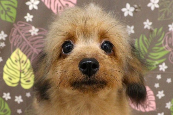 神奈川県のポメプー(ポメラニアン×プードル) (ペットショッププチマリア 相模原店/2026年2月16日生まれ/女の子/オレンジセーブル)の子犬の1枚目の画像