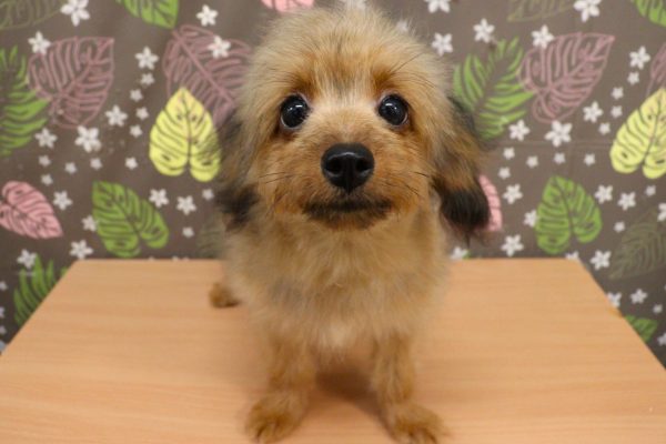 神奈川県のポメプー(ポメラニアン×プードル) (ペットショッププチマリア 相模原店/2026年2月16日生まれ/女の子/オレンジセーブル)の子犬の2枚目の画像