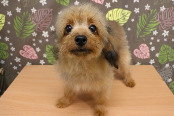 神奈川県のポメプー(ポメラニアン×プードル) (ペットショッププチマリア 相模原店/2026年2月16日生まれ/女の子/オレンジセーブル)の子犬の3枚目の画像