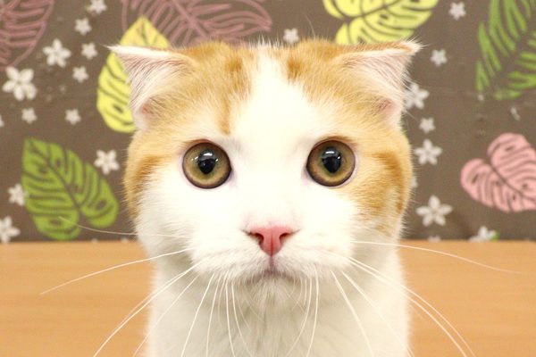神奈川県のスコティッシュフォールド (ペットショッププチマリア 相模原店/2026年3月3日生まれ/男の子/レッドタビーホワイト)の子猫の1枚目の画像