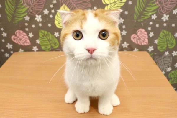 神奈川県のスコティッシュフォールド (ペットショッププチマリア 相模原店/2026年3月3日生まれ/男の子/レッドタビーホワイト)の子猫の2枚目の画像