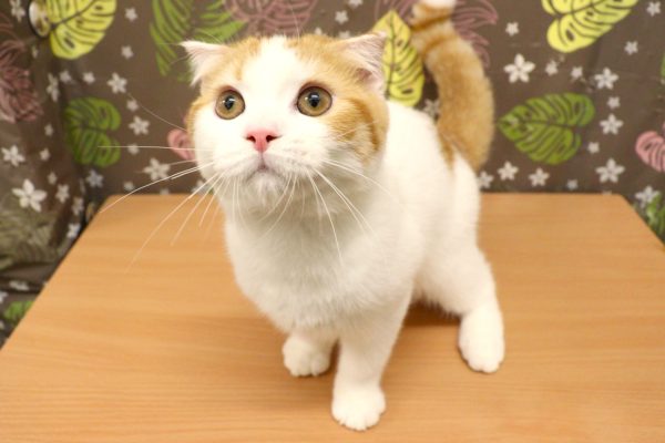神奈川県のスコティッシュフォールド (ペットショッププチマリア 相模原店/2026年3月3日生まれ/男の子/レッドタビーホワイト)の子猫の3枚目の画像