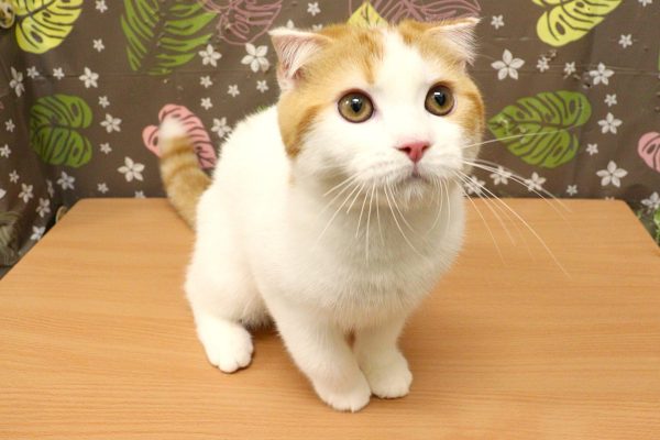 神奈川県のスコティッシュフォールド (ペットショッププチマリア 相模原店/2026年3月3日生まれ/男の子/レッドタビーホワイト)の子猫の4枚目の画像