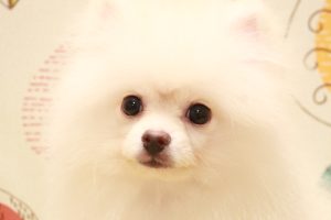 ポメラニアン