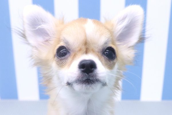 チワワ